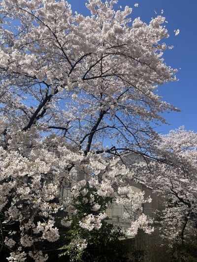 桜